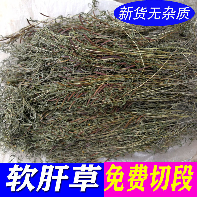 广西软肝草中药材铁甲草坡扁白草