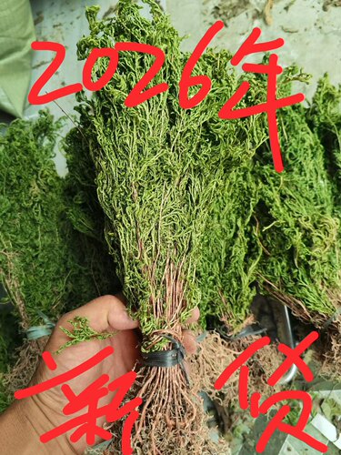 正宗石上柏中草药深绿卷柏中药材地侧柏广西红根梗地柏草新鲜干货 - 封面