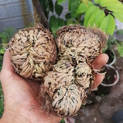 卷柏九死还魂草中药材不死草卷柏