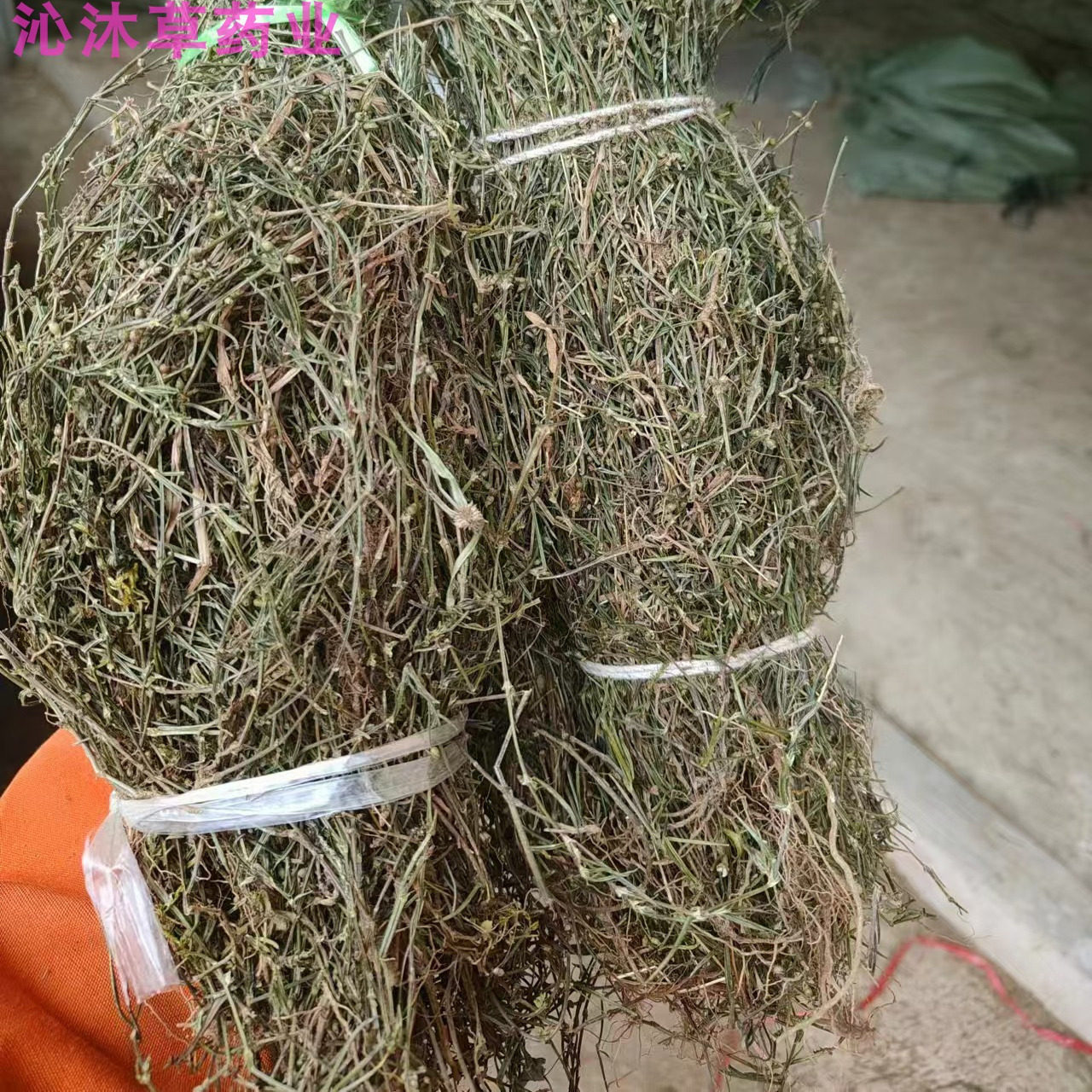广西野生白花蛇舌草干百花蛇舌草