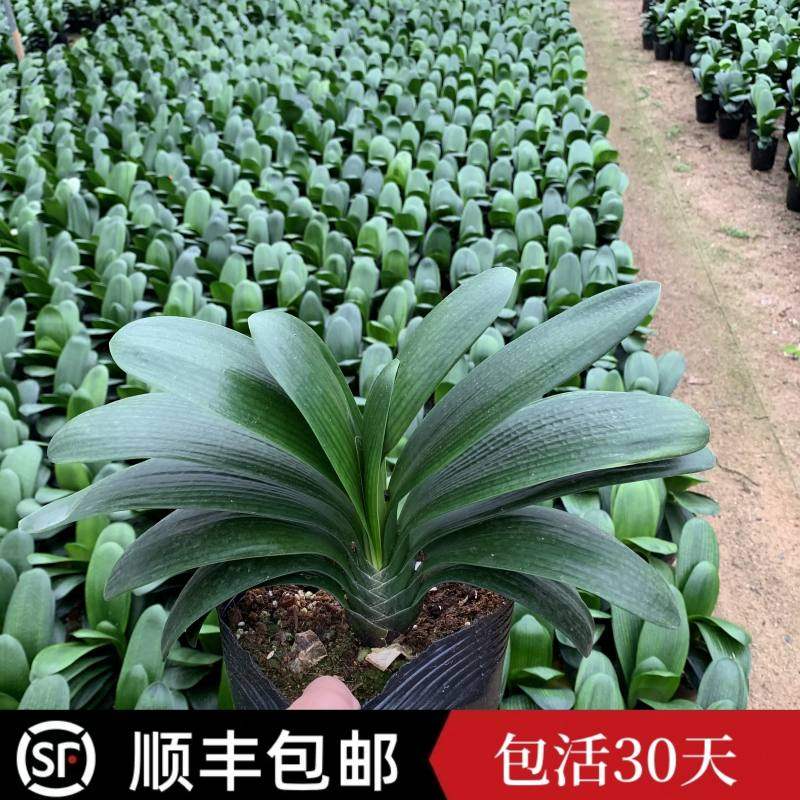 四季君子兰盆栽圆头和尚君子兰短叶国兰室内客厅办公室桌面绿植