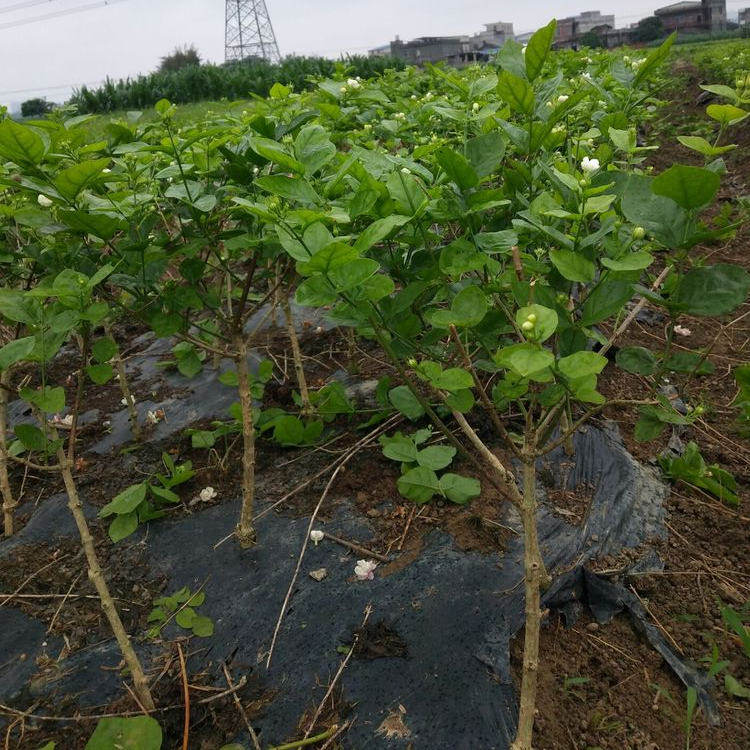 广西横县产地直销茉莉花扦插枝条四季开花盆景盆栽花卉绿植