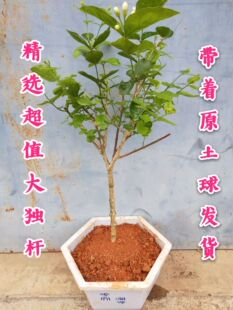 独杆老桩茉莉花盆栽重瓣开花浓香四季好养室内阳台庭院驱蚊防蚊