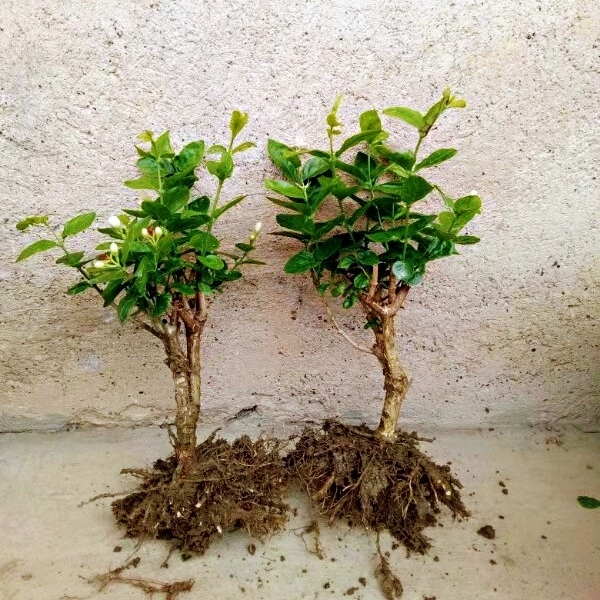 广西横县双瓣茉莉绿植室外