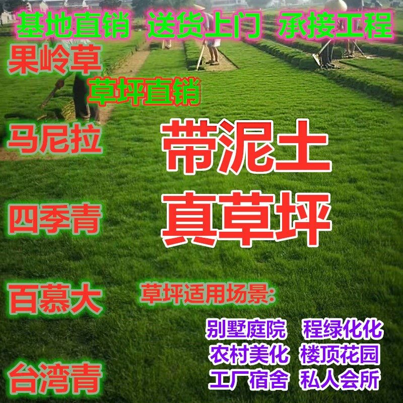 四季青武汉马尼拉带泥土果岭草