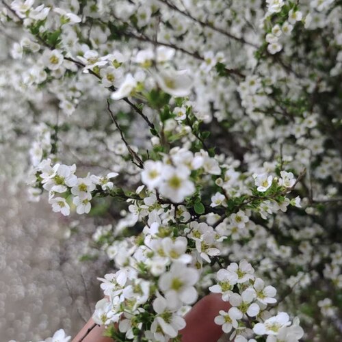 武汉裕康园林，喷雪花