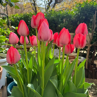 武汉裕康园林 郁金香盆栽带花苞花卉绿植花卉盆栽园林绿化