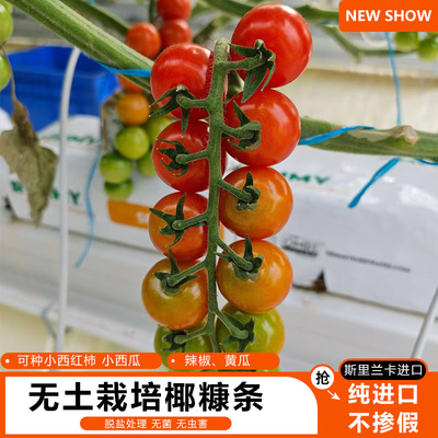 进口无土栽培蔬菜营养土