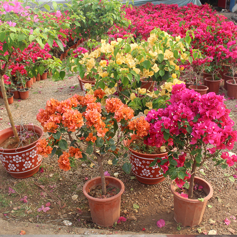 三角梅苗室内盆栽四季种植爬藤花卉攀援花卉植物重瓣大苗颜色多样,鲜花速递/花卉仿真/绿植园艺,绿植,淘宝优惠券,粉丝福利购,淘宝优惠卷