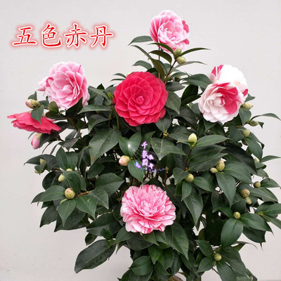 绿植茶花树苗盆栽庭院五色赤丹