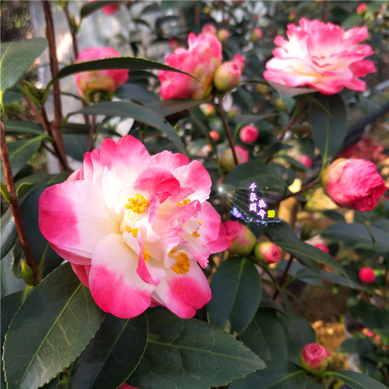 迷茫的春天茶花原生嫁接春迷茫山茶绿植花卉品种茶花盆栽带花苞