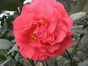 茶花克瑞莫十八学士带花苞高度40公分过年开正好各种颜色全场包邮