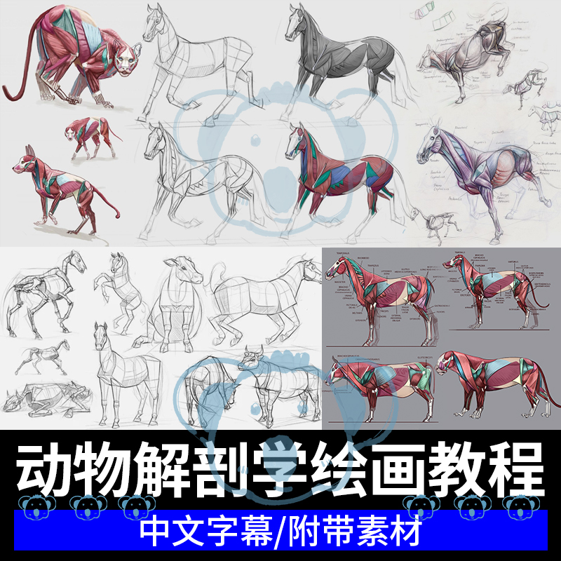 PS动物绘画教程牛马猫犬鸟爬行四足生物解剖学构成结构透视插画课