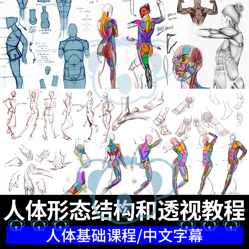 人体结构基础教程解剖学绘画肌肉骨骼构成透视素描PS美术速写课程