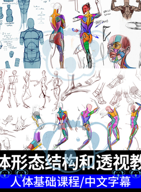 人体结构基础教程解剖学绘画肌肉骨骼构成透视素描PS美术速写课程