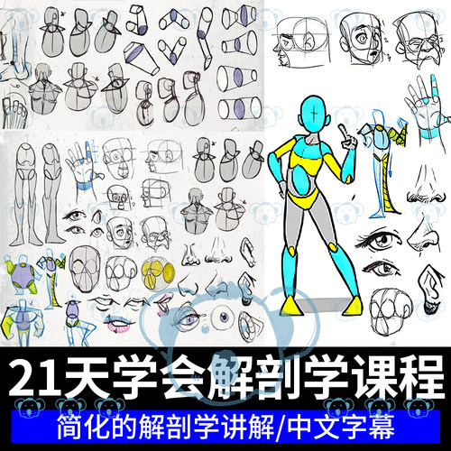 人体解剖学零基础教程素描手绘人物结构透视动态姿势初学者课程