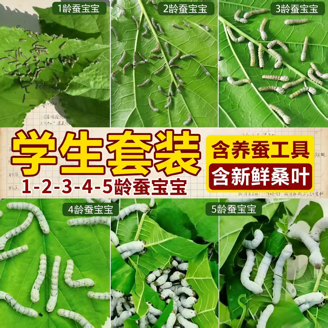 学生养蚕小幼虫蚕宝宝新鲜桑叶彩色七彩蚕金丝蚕桑叶蚕卵套装丝蚕