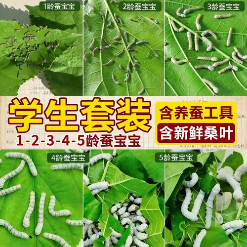 学生养蚕小幼虫蚕宝宝新鲜桑叶彩色七彩蚕金丝蚕桑叶蚕卵套装丝蚕