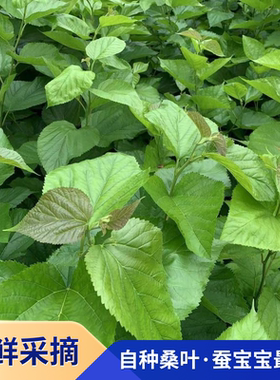 农家新鲜桑食物树叶摘嫩桑叶饲料套装蚕蚕现克蚕宝宝大小桑叶