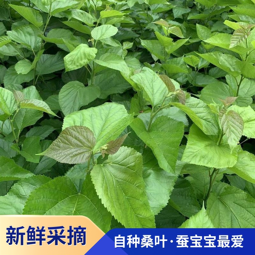 新鲜现摘农家饲料嫩桑叶蚕宝宝