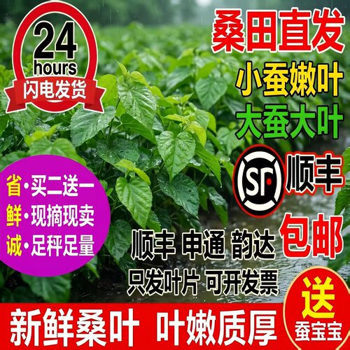 佴之蚕室新鲜桑叶买桑叶送工具
