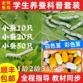 学生养蚕小幼虫蚕宝宝新鲜桑叶彩色七彩蚕金丝蚕桑叶蚕卵套装 丝蚕
