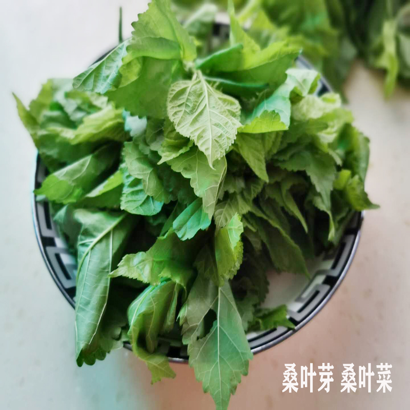 新鲜嫩桑叶鲜叶农家菜新鲜桑叶芽