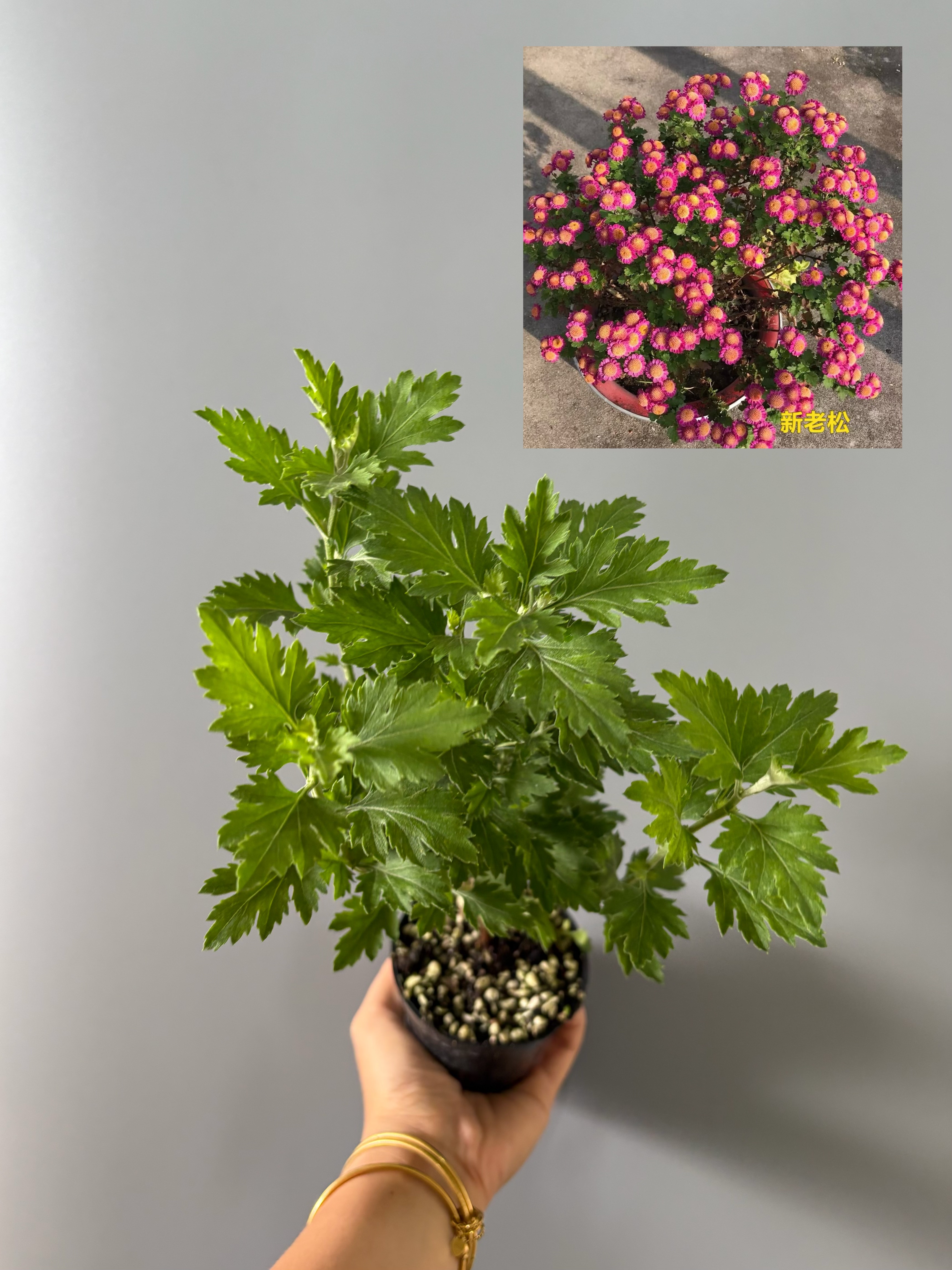日本木本盆景菊新老松 迷你菊花盆栽造景素材 多年生耐寒耐热阳