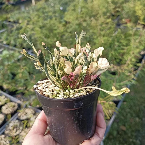 日本山野草  花叶筋骨草 卷叶皱叶 新奇绿植植物盆栽 室内 多年生