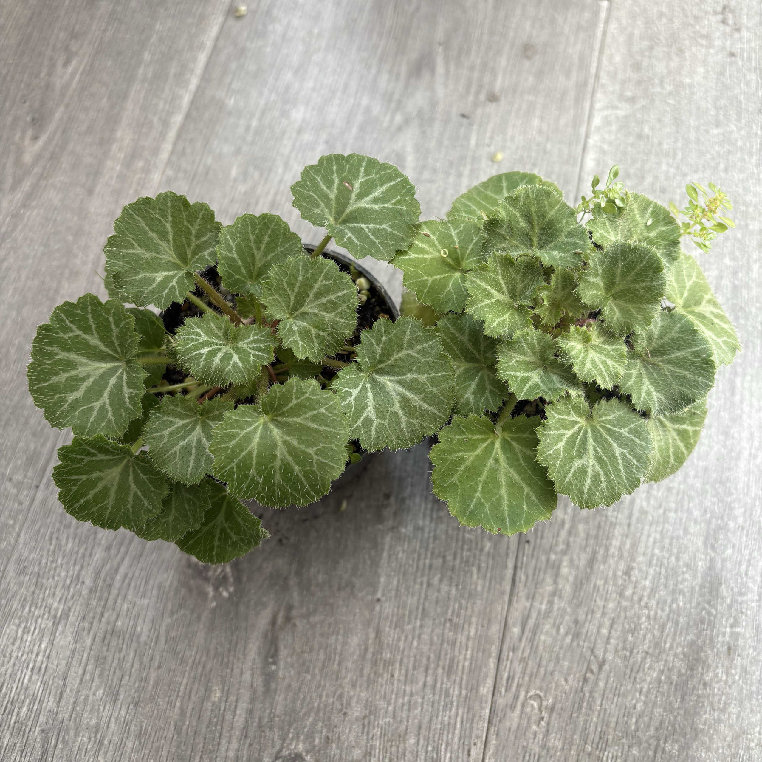 虎耳草耐阴植物水陆缸装饰情绪稳桌面绿植