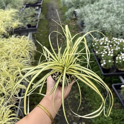 金丝苔草 中透艺草 可造景 色彩艳丽 盆景绿植