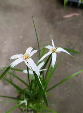 日本白鸟蚊帐草 白鹭菀星光希望子光山野草 姬芦苇姬鸢尾会开花