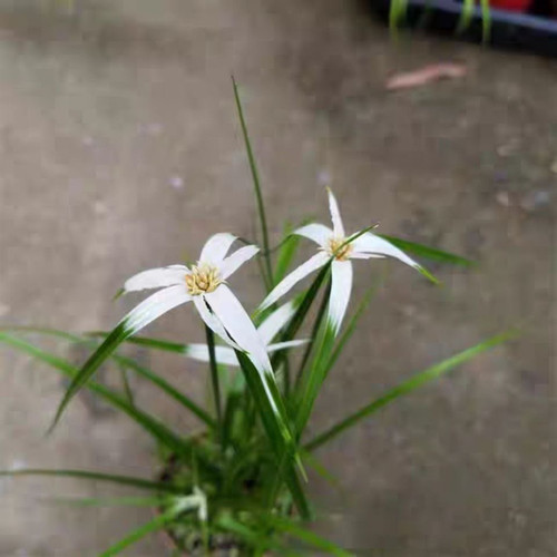 日本白鸟蚊帐草 白鹭菀星光希望子光山野草 姬芦苇姬鸢尾会开花