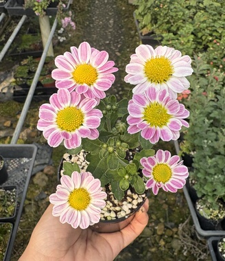 神代之樱菊花高山雅菊白花黄花耐寒耐热艺术盆景菊庭院