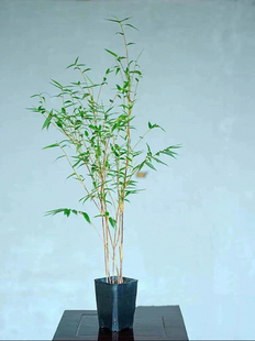 红观音竹盆栽庭院阳台客厅禅意竹子杆室内外观叶绿植日本红竹盆景