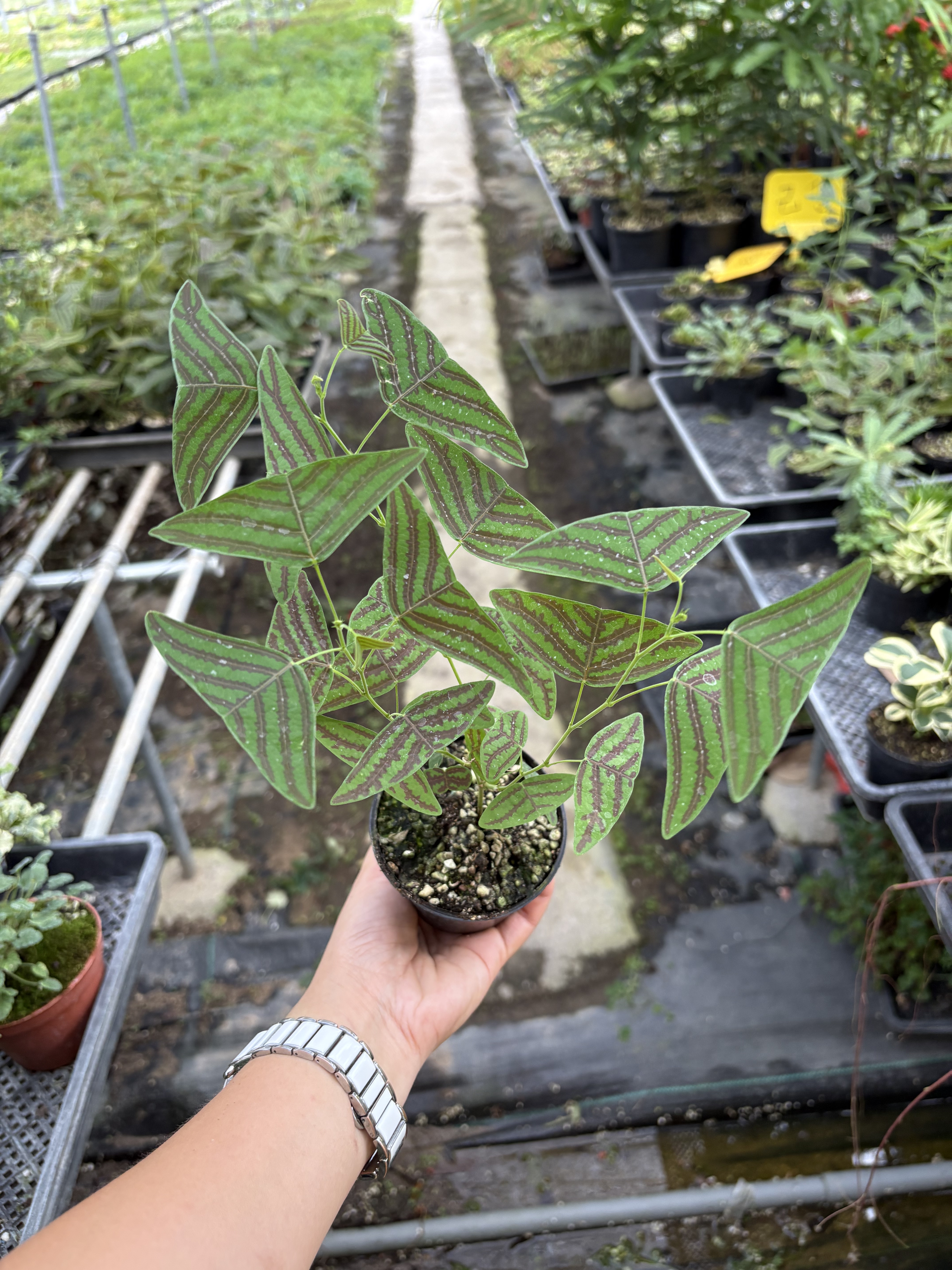 网红飞机草盆栽进口蝙蝠草木本植物蝴室内外观叶花卉绿植盆栽阳台