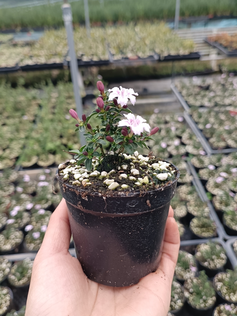 紫花六月雪盆景悬崖素材苗石来转运微型小盆栽绿植花卉红色