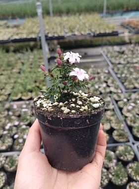 紫花六月雪盆景悬崖素材苗石来转运微型小盆栽绿植花卉红色
