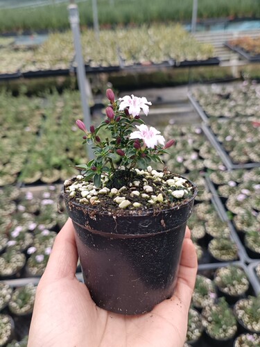 紫花六月雪盆景悬崖素材苗石来转运微型小盆栽绿植花卉红色