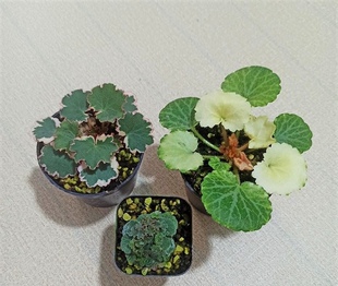 正宗姬虎耳  七变化  御所车  虎耳草