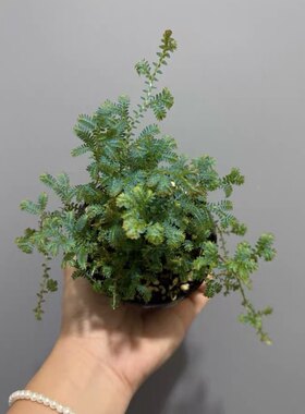 翠云草蓝叶蕨雨林缸造景水陆缸素材室内盆栽耐湿