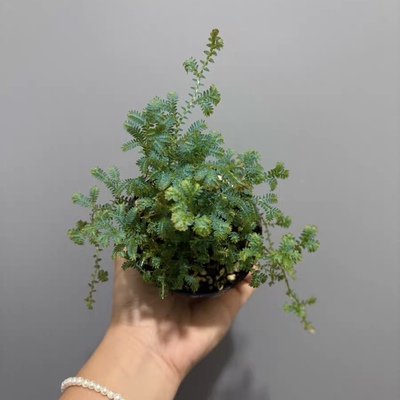 翠云草蓝叶蕨雨林缸造景水陆缸素材室内盆栽耐湿