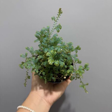 翠云草蓝叶蕨雨林缸造景水陆缸素材室内盆栽耐湿