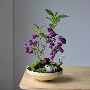 紫珠盆栽带花苞阳台庭院耐热耐寒好养易活年宵花多年生植物转运珠