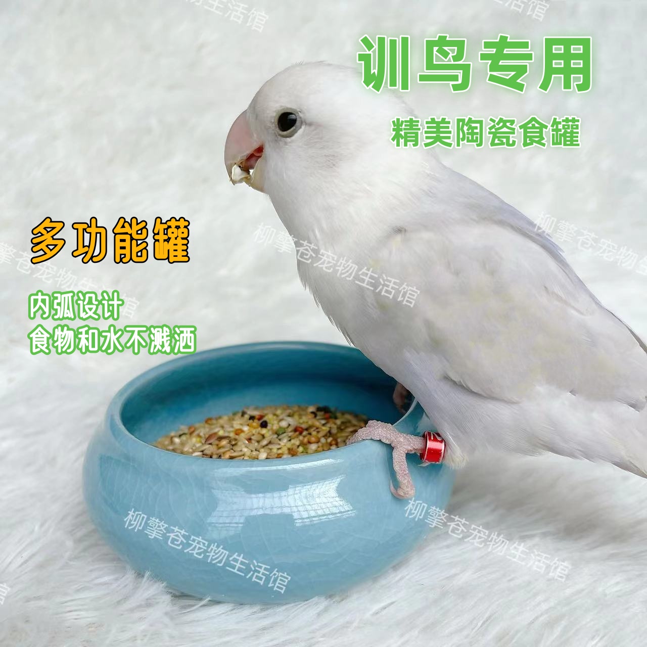 柳擎苍鹦鹉鸟类工厂直销