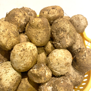 新鲜石头菇马勃菌云南野生蘑菇马皮包马屁泡现采食用菌牛眼睛