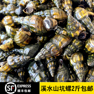 5斤150鲜活野生山坑螺溪水螺扭螺清水螺新鲜水产包活顺丰包邮