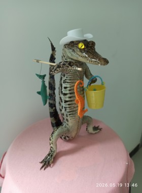 鳄鱼标本摆件汽车摆件特色摆件奇异动物特色动物工艺品艺术收藏品