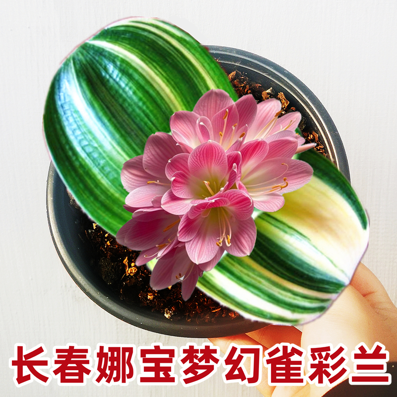 长春精品君子兰小苗雀彩兰圆头宽叶金丝鸳鸯油麻瓷白墨绿盆栽绿植