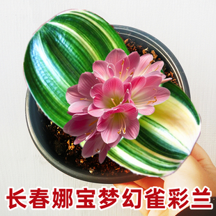 长春精品君子兰小苗雀彩兰圆头宽叶金丝鸳鸯油麻瓷白墨绿盆栽绿植